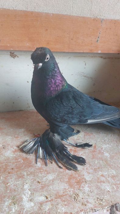 Голуби черный носочубый кептер