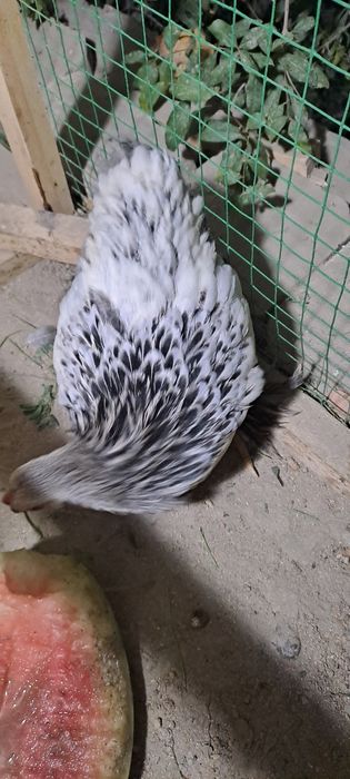 Karlik brama bor