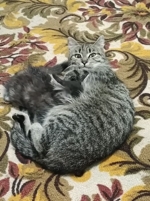 Отдам кошку, в дом