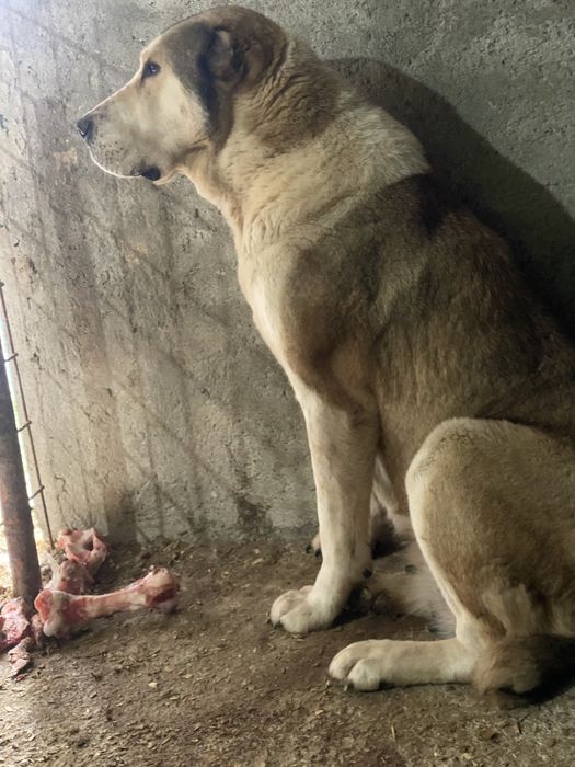 Femela asia centrala