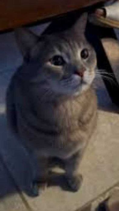 Взрослый домашний кот с янтарным глазами