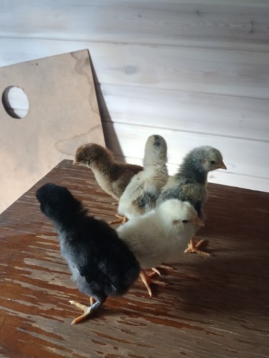 Продам цыплят 5 дней
