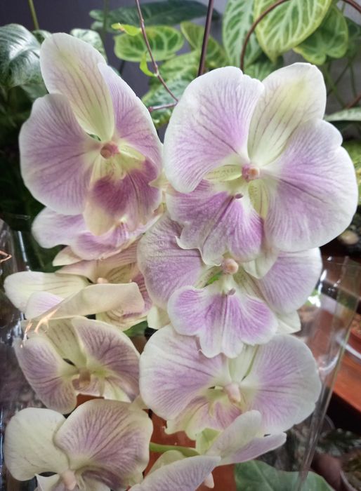 Орхидея фаленопсис, орхидеи, растения, цветы