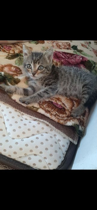 Маленький котёнок