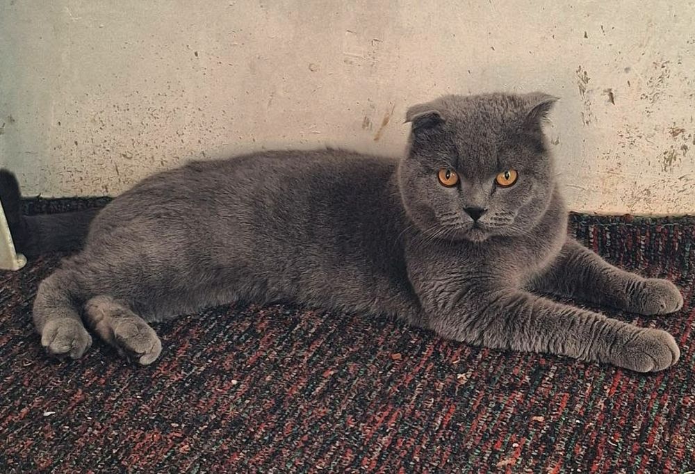 Кошка серий Scottish Fold