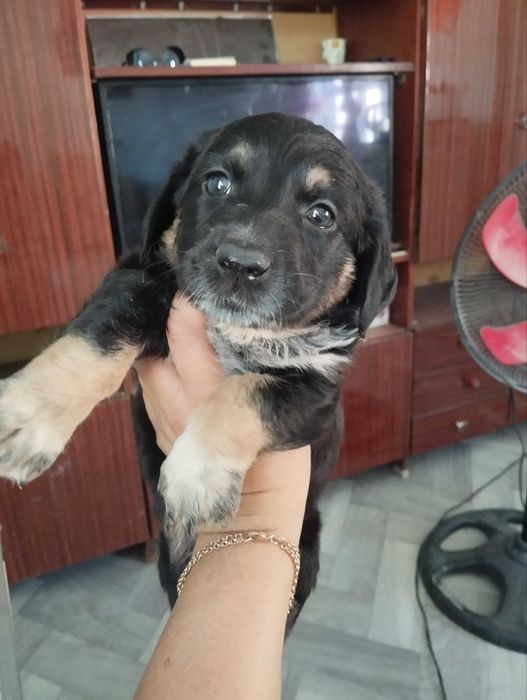 Отдам щенка бесплатно