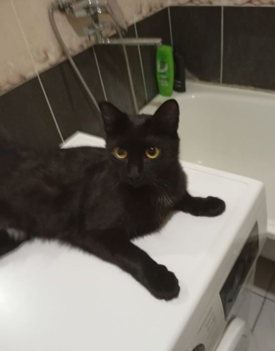 Отдам в добрые руки