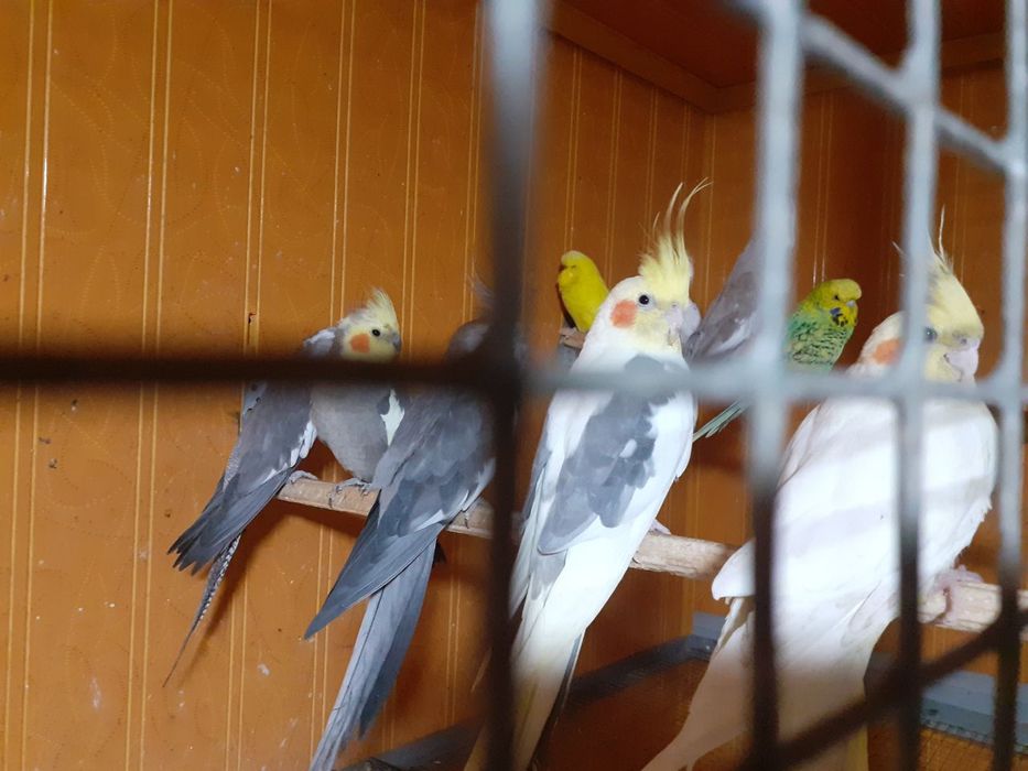 Karella papugay to'tiqush