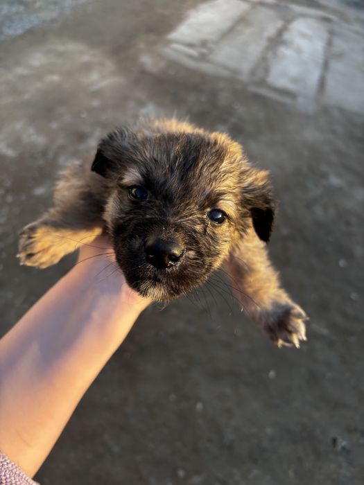 Күшіктер тегін жақсы адамға