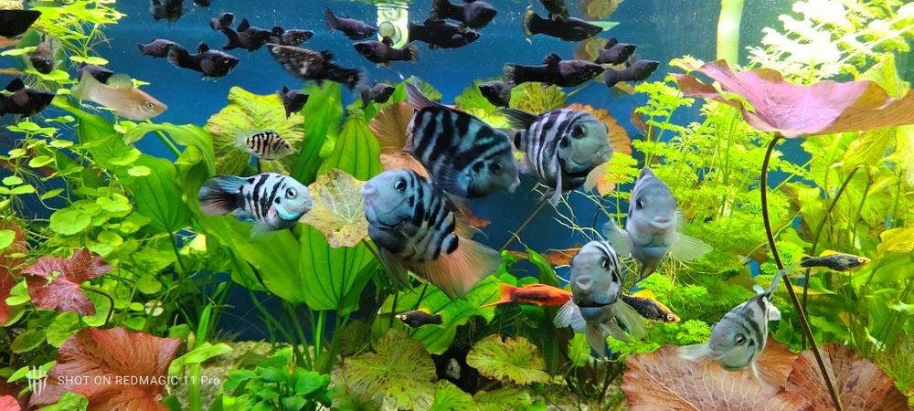 Сапфировый попугай