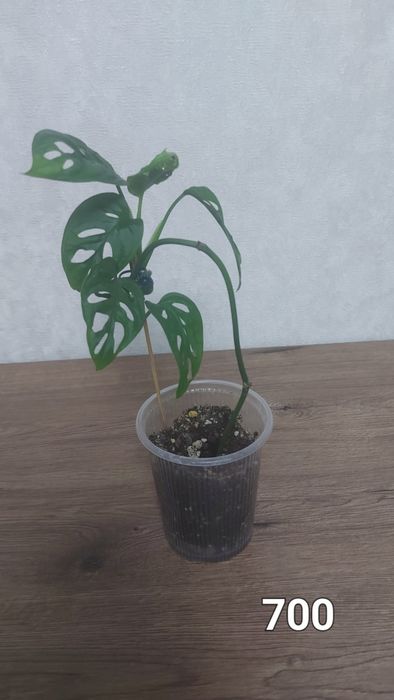 Продам излишки комнатных растений
