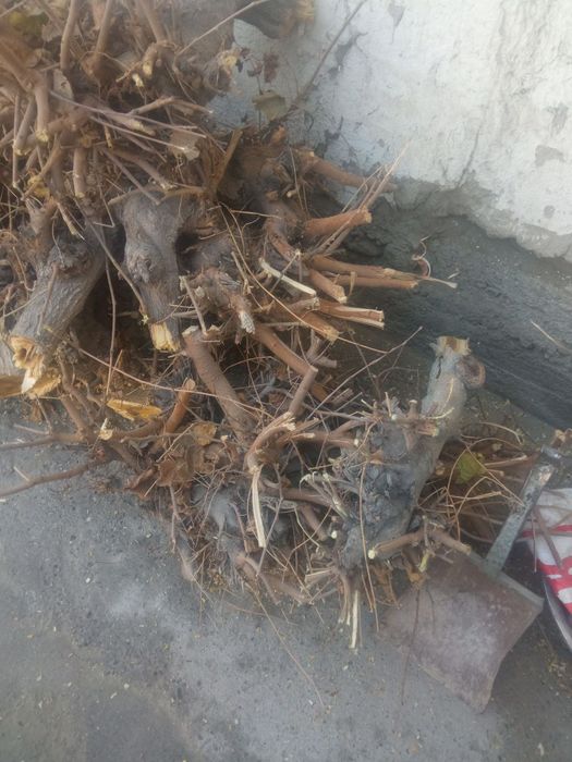 Тут утин ва урик утин