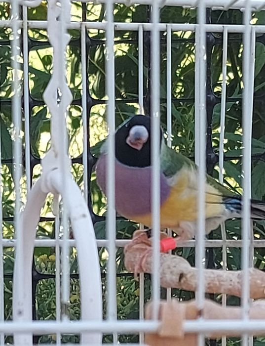 Păsări exotice,gold amandine