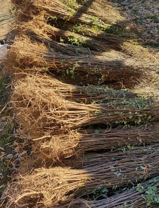 Vând puieți de plantare 40 bani