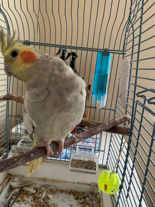 Продаётся корелла самка полу ручная