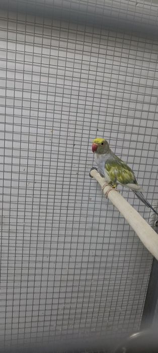 Ajerella sotiladi 1 par mutant,1 par kremeno ishlagan rabochchi parala