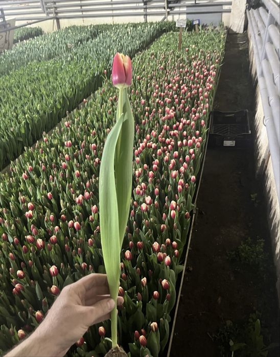 Свежие тюльпаны в розницу.