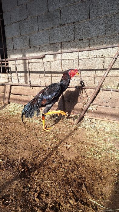 Июньски шоже сатылады