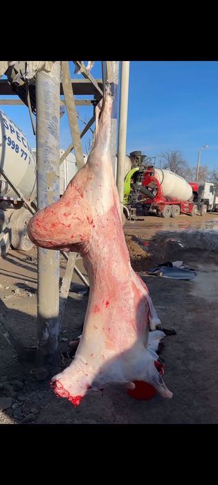 Қасапшы, Қой сою