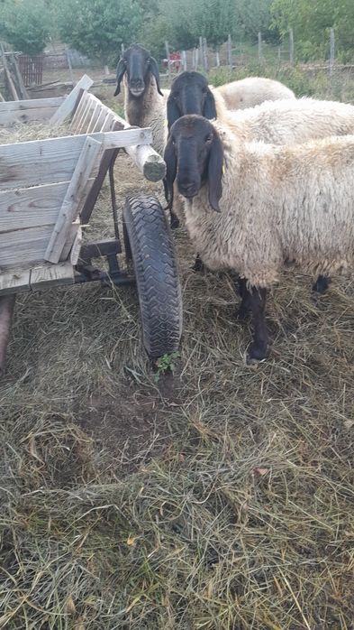 Vand oaie carabaș sârbesc