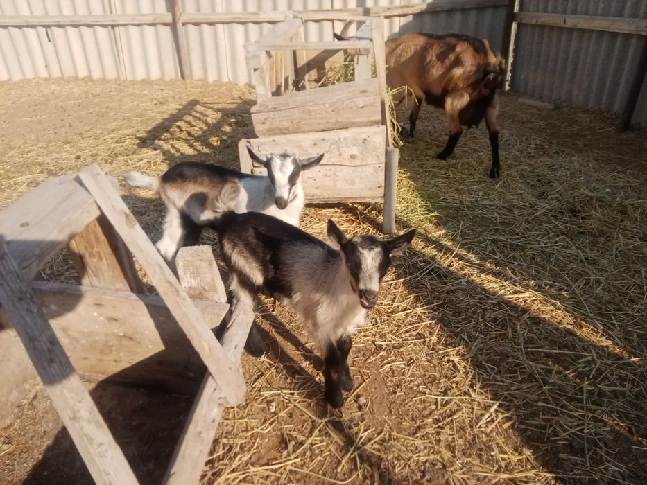 Альпі француз теке лақтар