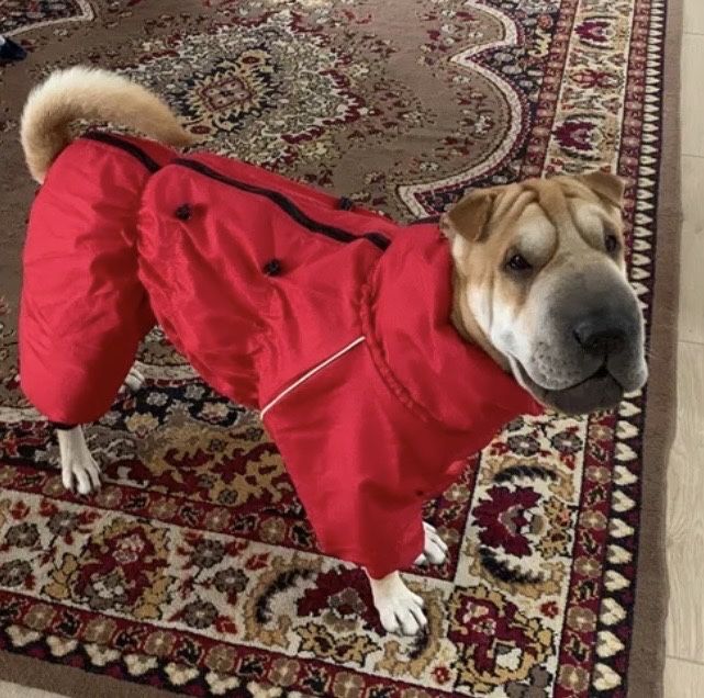Новые дождевики для собак