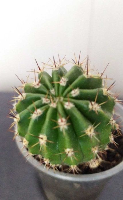 Кактусы для дома и офиса