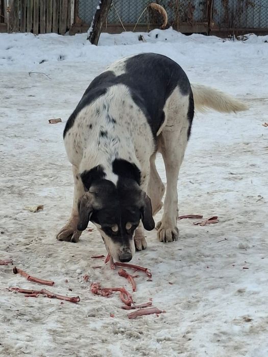 Собака, Алабай кабель