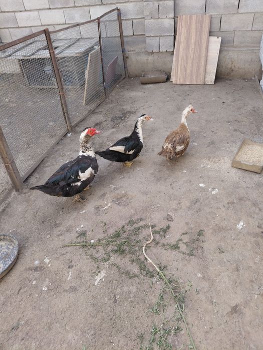 Продам индоуток 2-3х летние