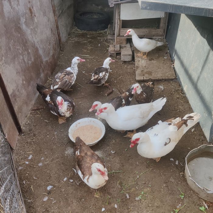 Молодые селезни индоутки