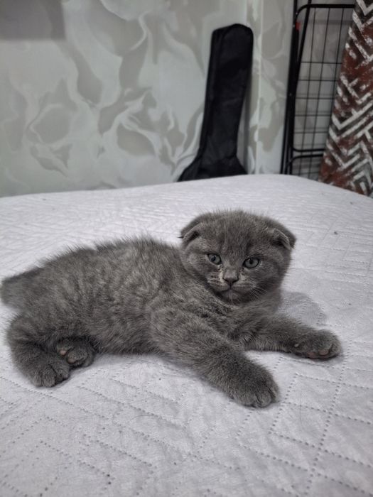 Британские котята