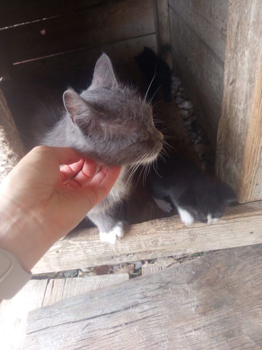Отдам милых котяток