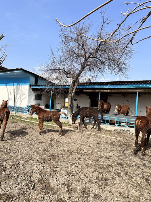 Жабағылар сатамын