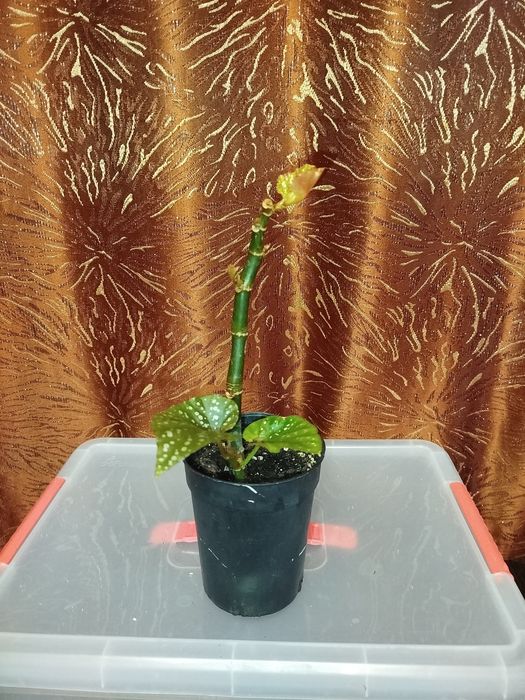 Продам Бегонию "Крылья ангела"