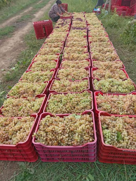 Struguri de vin