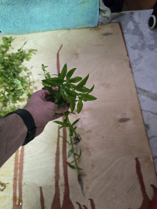 Растения для аквариума