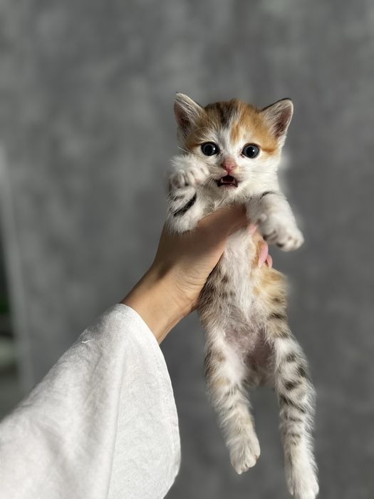 Котенок ищут семью