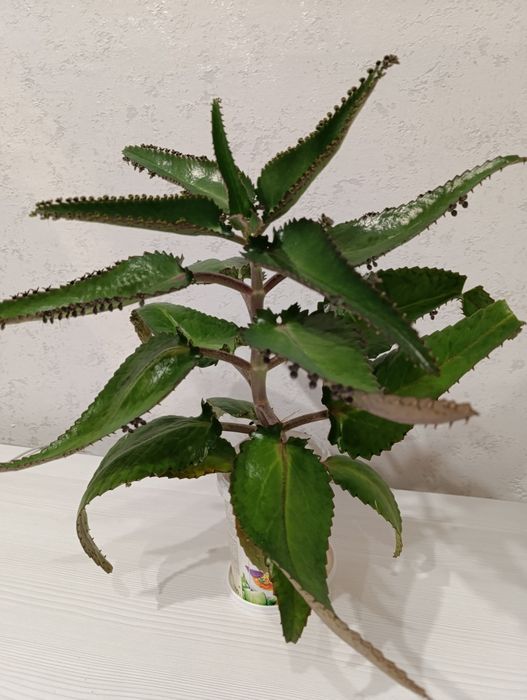 Каланхоэ лечебный