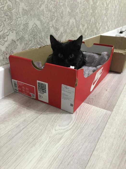 Отдадим кота в добрые руки