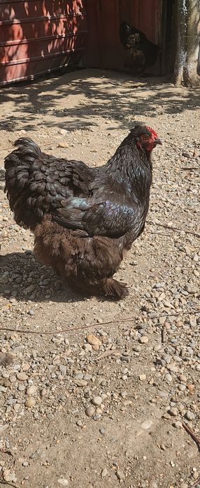 Pui de rasă brahma cochinchina potârnichiu