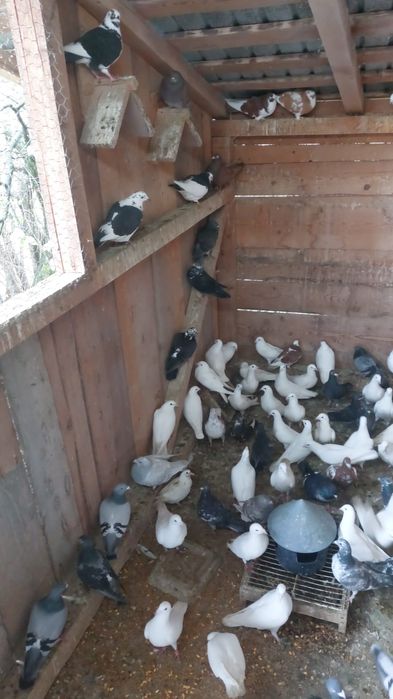 Porumbei voiajori  albi si colorati