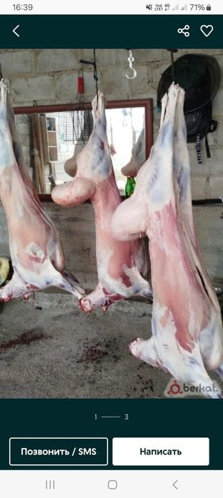 Қой , қозы, тоқты қошқарлар сатылады.