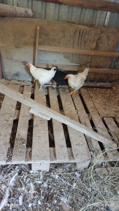 Продам кур петуха