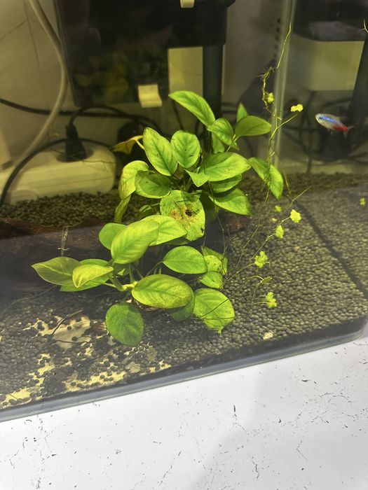 Akvarium sotiladi 60 litr hamma narsasi bilan