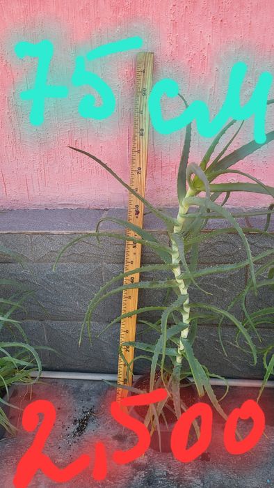 Продам алоэ много летний