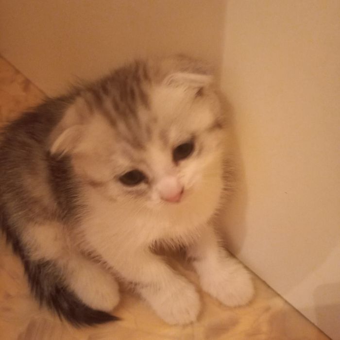 Вислоухий котёнок 1 месяц