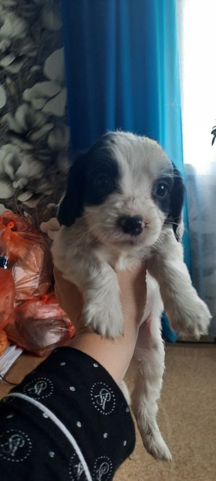 Щенки русский спаниель