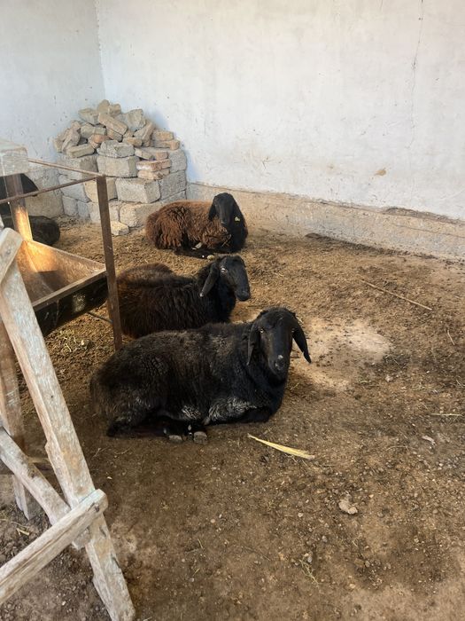 Қошқар сатылады 3 бас