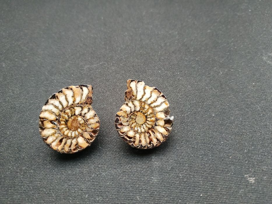 Обеци от амонити-фосили