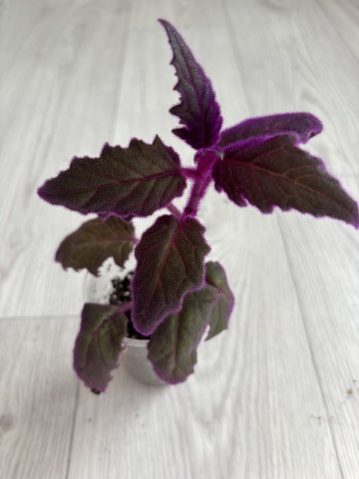 Продам комнатные цветы